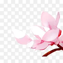 立绘彩绘风格粉红色桃花