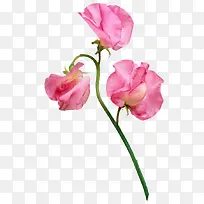 三朵粉红色的花朵手绘植物