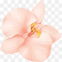 高清摄影粉红色的花朵