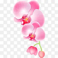粉红色兰花