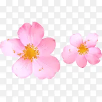高清摄影粉红色的桃花