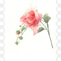 手绘粉色水彩鲜花