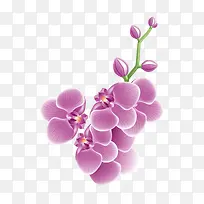 鲜花蝴蝶兰立体手绘图案