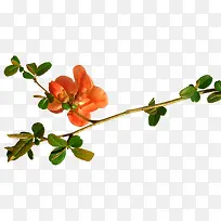 手绘鲜花素材花卉图案素材