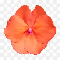 鲜花psd素材花束