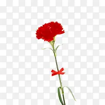 红色鲜花花卉康乃馨