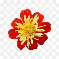 手绘鲜花图片