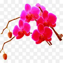 红色鲜花植物树枝