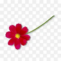 小红花