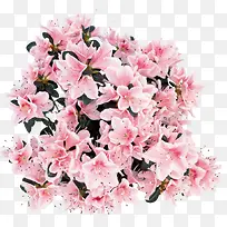 粉色手绘鲜花花朵