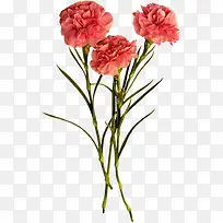 红色鲜花花朵康乃馨花束