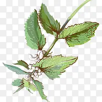 水彩清新手绘装饰花卉