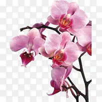 粉色石斛花