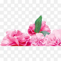 温馨粉色鲜花康乃馨花朵母亲节