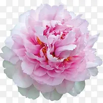 粉色鲜花花朵盛开植物