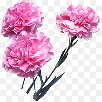 粉色鲜花花朵康乃馨植物