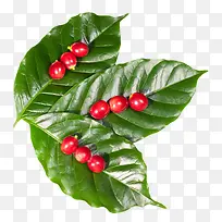 红色咖啡果在绿色叶子上