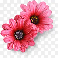 粉色水彩设计花朵美景