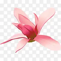 粉色唯美花朵设计手绘节日