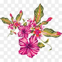粉色花朵植物风光手绘
