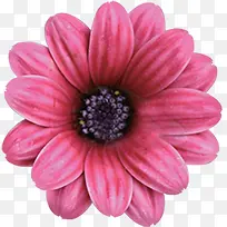 粉色缤纷春天花朵