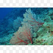 海底珊瑚植物大海