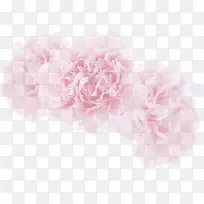 粉色淡雅温馨康乃馨花朵