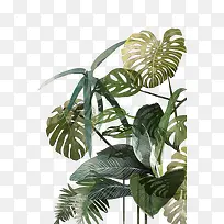 手绘植物