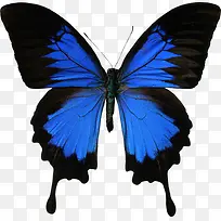 蓝色蝴蝶装饰图片