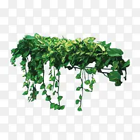 绿色植物绿萝矢量