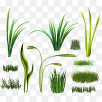 绿色植物
