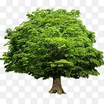 树木绿色植物效果
