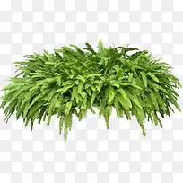 一丛绿草