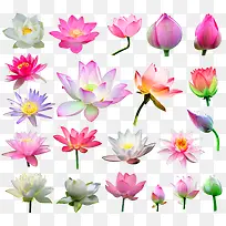 21种莲花图案