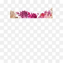 牡丹花