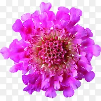 紫色完美花朵节日装饰