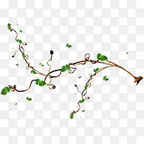 装饰植物花藤