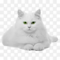 白色动物小猫
