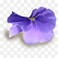 紫色漂亮花朵