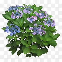 高清绿色叶子 蓝色花朵png素材