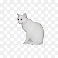 白色可爱小猫