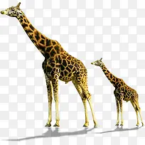 长颈鹿动物可爱高清