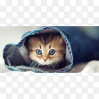衣服里的小猫