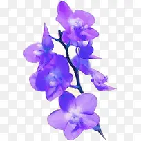 紫色唯美浪漫卡通花朵