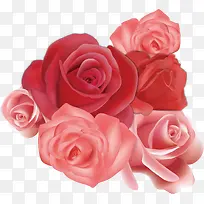 漂亮可爱玫瑰花海素材