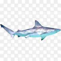 鲨鱼海边海底动物