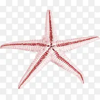 夏日沙滩海边海星卡通