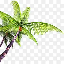 摄影沙滩海边椰子树椰子