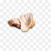 贝壳