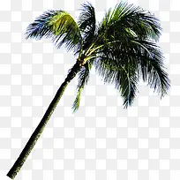 夏天海边的沙滩椰子树